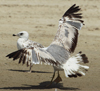 Larus armenicus